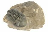 Detailed Reedops Trilobite - Atchana, Morocco #190305-2